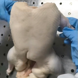 Frozen Whole Duck Selected From High Quality Poultry Sources
