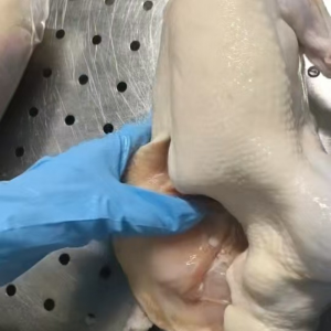 Frozen Whole Duck Suitable for Mass Production of Pre Prepared Dishes