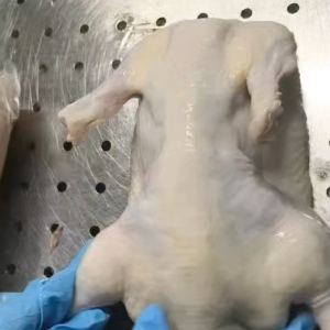 Frozen Whole Duck in High Demand at The Dubai Market