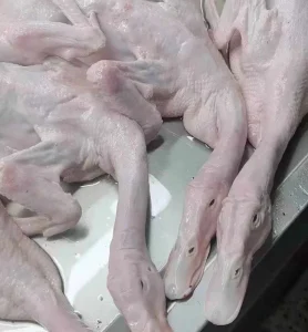 Frozen Whole Duck with Head Without MID Wings