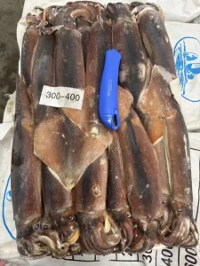 Frozen Whole Illex Squid Whole Round