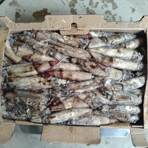 Frozen Whole Round Indian Squid Raw Material for Processing