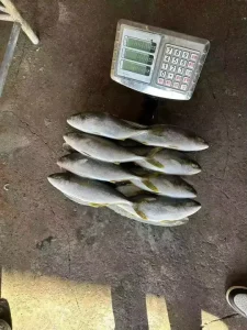Frozen Yellow Tail Fish China Origin Yellow Tail