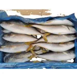 Frozen Yellowtail Fish Whole Round 300-500g