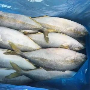 Frozen Yellowtail Whole Round Yellowtail Fish 500 800g