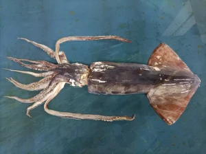 Giant Squid