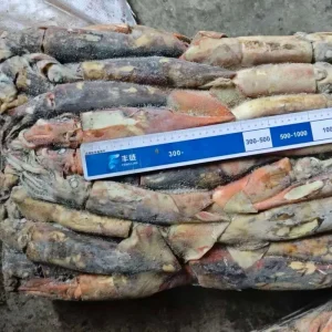 Giant Squid Fresh Frozen 300-500g