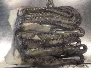 Giant Squid Head