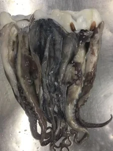 Giant Squid Head