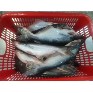 Global Export Basa Pangasius Fish Whole Round WR for Africa and Middle East Market Price
