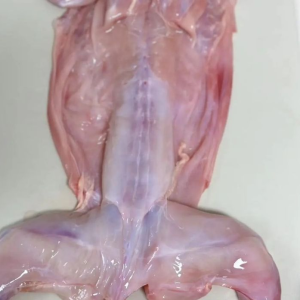 Grade A Halal Rabbit Meat Frozen Whole for International Buyers