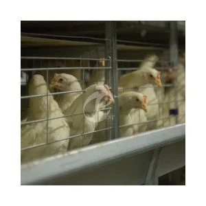 H Frame Baby Chicks Cage with Automatic System