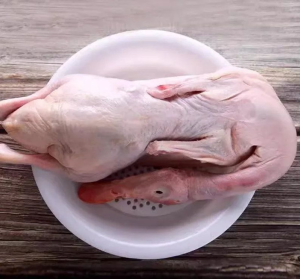 HACCP Halal Certified Fresh Frozen Whole Duck for Global Markets