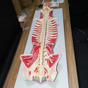 HC S293 Medical Science Spinal Cord Model Nerve Model Inside the Spinal Canal Human Anatomy Models for Teaching