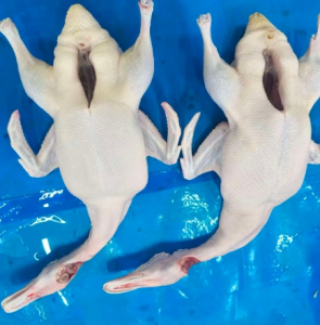 Halal Certified Customized Factory Price Frozen Whole Duck