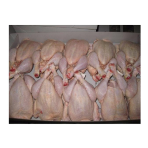 Halal Certified Frozen Whole Chicken for Export