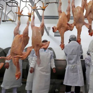 Halal Complete Automatic Poultry Duck Goose Rabbit Chicken Slaughter Meat Feet Machine