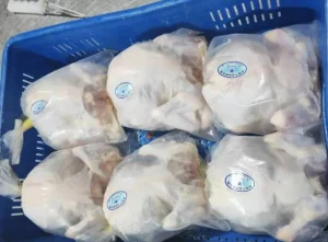 Halal Hand Slaughter Frozen Whole Chicken in Less Moisture