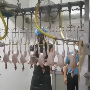 High Capacity Chicken Slaughter Line for Industrial Poultry Processing Plants