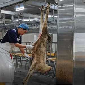 High Efficiency Complete Goat Slaughtering Line Advanced Lamb Processing Equipment