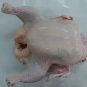 High Grade High Quality Fresh Frozen Whole Chicken Poultry Meat Frozen Whole Chicken