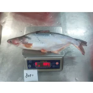 High Quality Custom Frozen Seafood Pangasius Fish Basa Fish Iqf Vietnamese Basa Fish Exporter