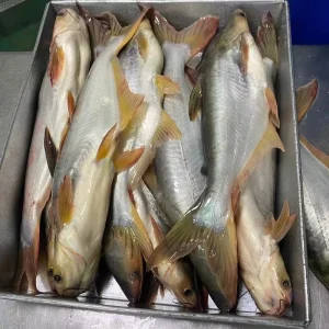 High Quality Frozen Basa Fish Pangasius Whole Fish From Vietnam Malaysia Exported From China Meeting High Standards