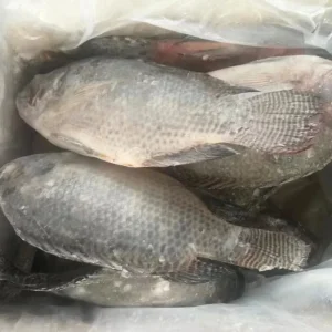 High Quality Frozen Black Tilapia Fish Peixe Tilapia 300 500g 800g Frozen Tilapia Fish