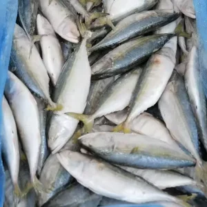 High Quality Land Frozen Whole Round Pacific Mackerel Fish