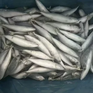 High Quality Land Frozen Whole Round Pacific Mackerel Fish