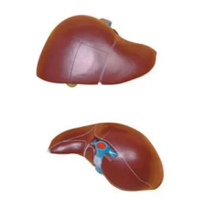 Human Liver Model for Education