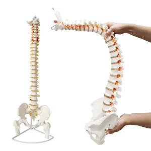 Human Spine Model 1:1 Adult FRT014 Medical Bone-setting Skeletal Model Lumbar Spine Skeleton Model