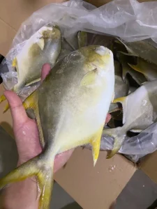IQF Frozen Golden Pompano Pomfret Fish Seafood