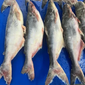 IQF Frozen Whole Pangasius Fish Fillet Hgt 500-800g Over 800g Sizes