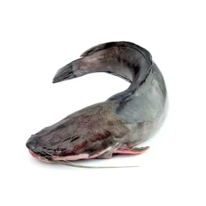 IQF Frozen Whole Round Catfish Trade Chinese Exporters Frozen Catfish