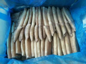 Illex Squid Tube
