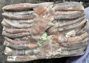Illex Squid Tube U3