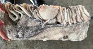Illex Squid Tube U5