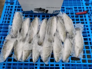 Landing 400-600g 90%Nw Frozen Sea Bass