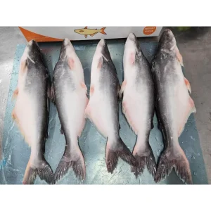 Low Price Frozen Pangasius Basa Catfish Whole Round Maws Fish with High Quality a Great Value for Your Fishes