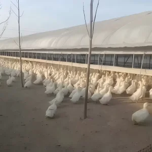 Meat Duck Breeding Single Span Agricultural Greenhouse with PVC Film Cover
