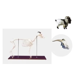 Medical Lamb Skeleton Model Lamb Animal Anatomical Model Lamb Skeleton Anatomy Model