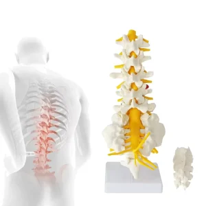 Medical Science FRT035 Life-Size 5 Lumbar Spinal Nerve Spinal Cord Sacrum Vertebral Column Anatomic Medical School Training