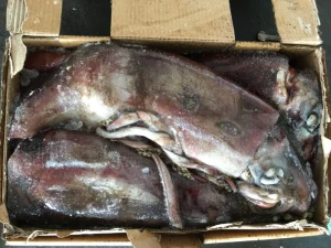 Natural Indian Squid