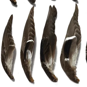 Natural Mallard Wing Material Duck Feather for Crafts DIY Fly Fishing Material Costume Accessory Carnival Party Decor