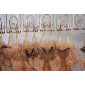 ODM OEM Small Automatic Chicken Slaughter Plant Chicken Slaughter Small Line Machine