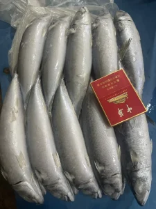 P1161 Whole Round Pacific Mackerel Fish Scomber Japonicus Big Size Saba Fish Frozen Pacific Mackerel 350g+
