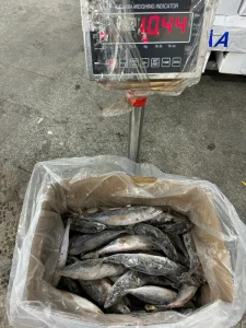 P1176 China Factory Supply Pacific Mackerel Frozen Fish Scomber Japonicus Saba Fish 150 200g