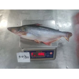 Pangasius Basa Fish From Vietnam