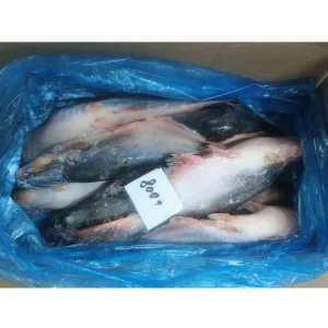 Pangasius Fish Filete De Pangasius Basa Fish for Sale Vietnam Supplier
